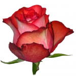 Роза Игуана 60 см.
