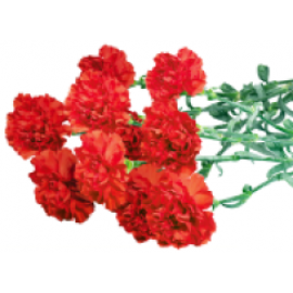 Гвоздика (1)