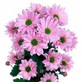 Хризантема (9)