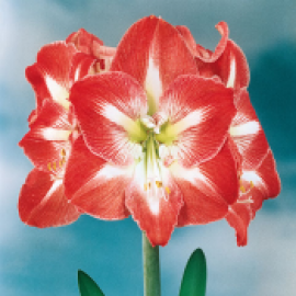 Экзотические Цветы (5)