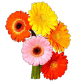 Гербера (2)