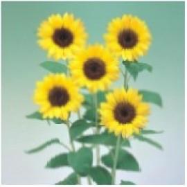 Сезоные Цветы (1)