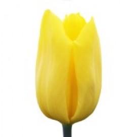 Тюльпаны (1)