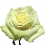 Роза Мондиаль 60 см.
