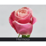 Роза Хермоза 60 см.